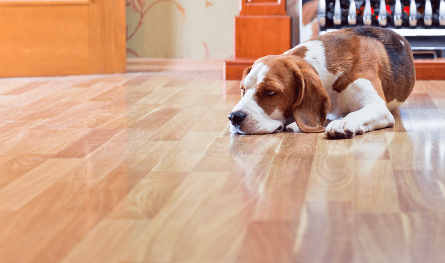 HARDWOOD FLOOR CLEANING