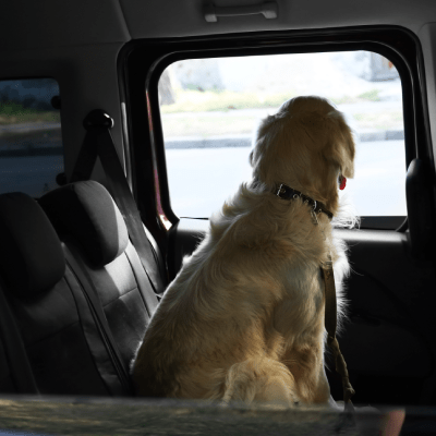 PET TRANSPORTATION SERVICE