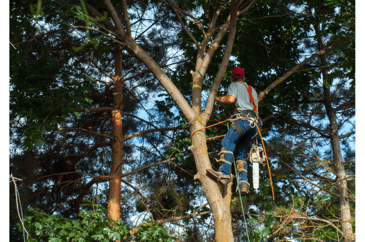 Eddy Tree Service