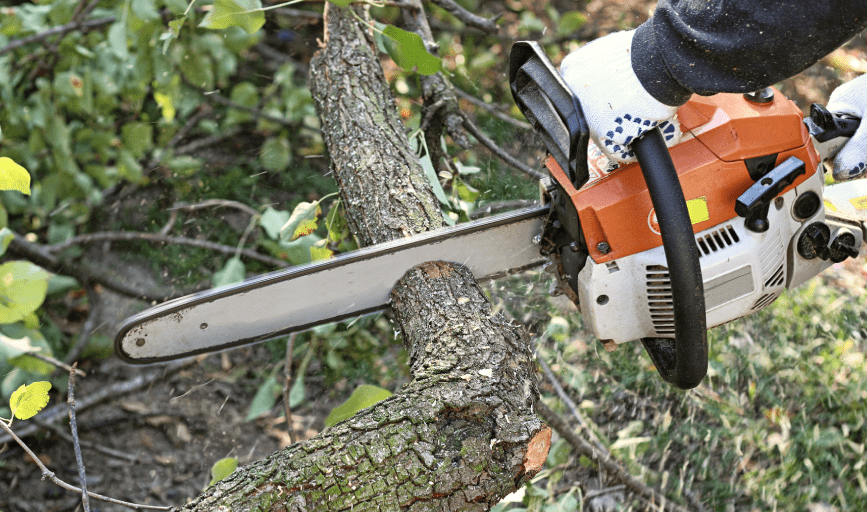 TREE TRIMMING