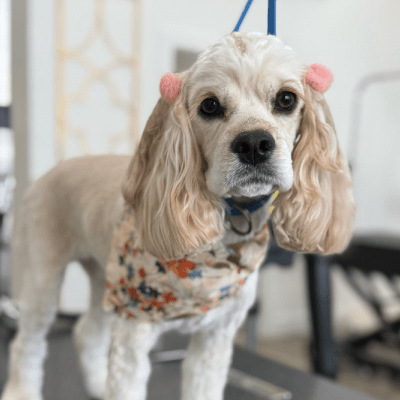 PET MEDICATED BATH TREATMENT