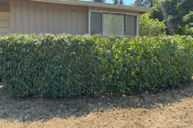 Elifas Bravo Yard Care