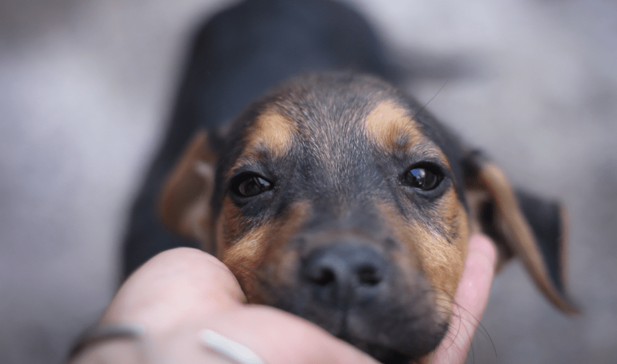 DOG BEHAVIOR MODIFICATION