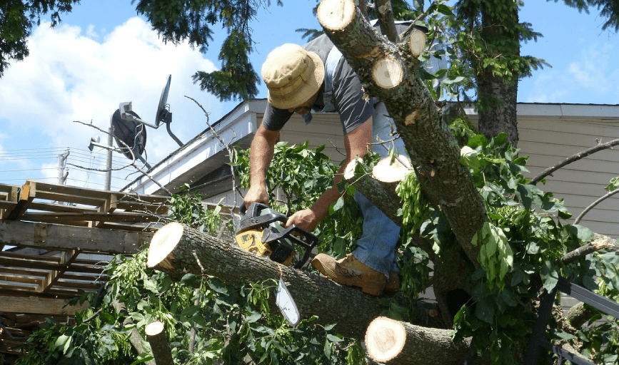 TREE TRIMMING