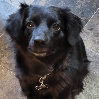 BED BUG DOG INSPECTION