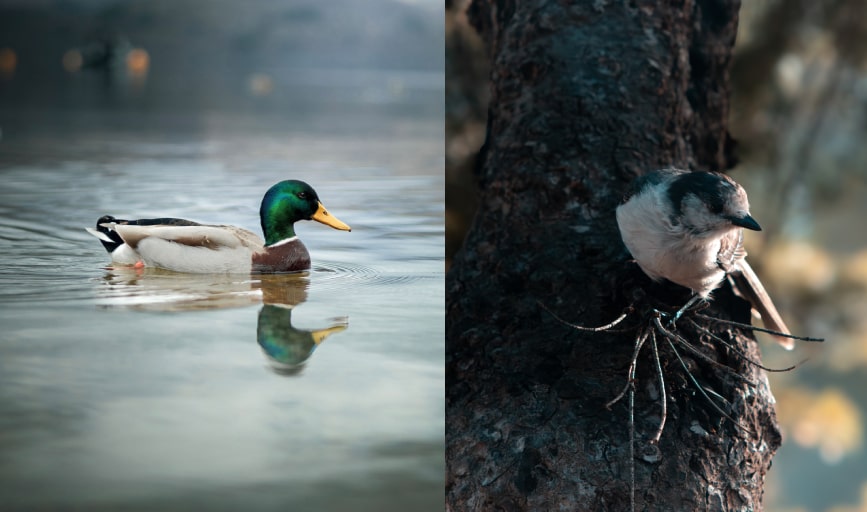 WILDLIFE PHOTOGRAPHY