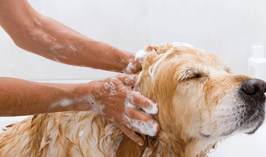 DOG WASHING