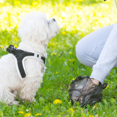 DOG WASTE REMOVAL