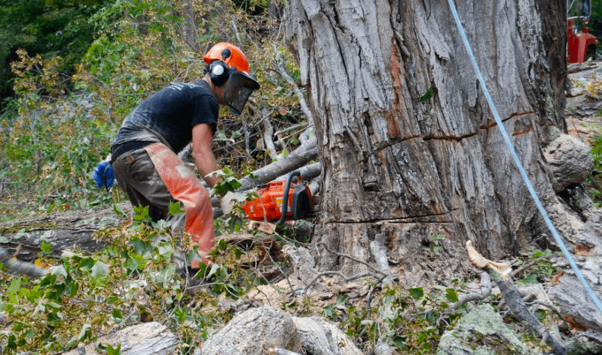 TREE CUTTING