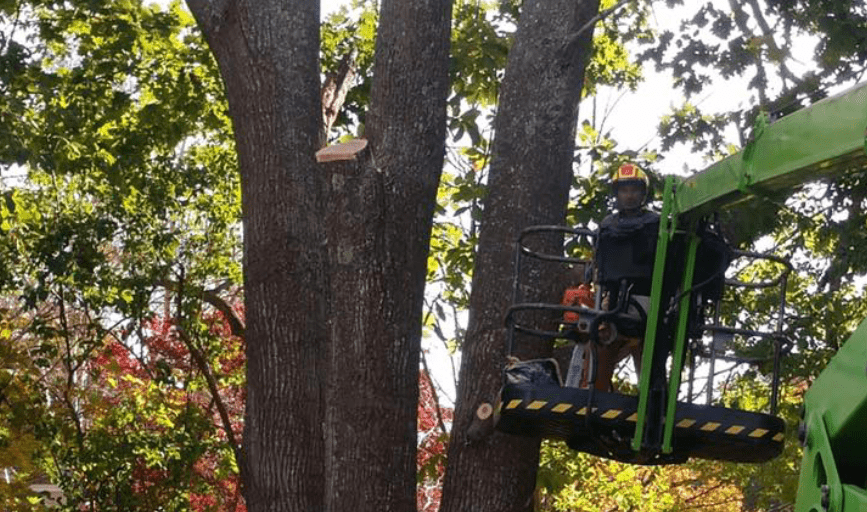 TREE TRIMMING