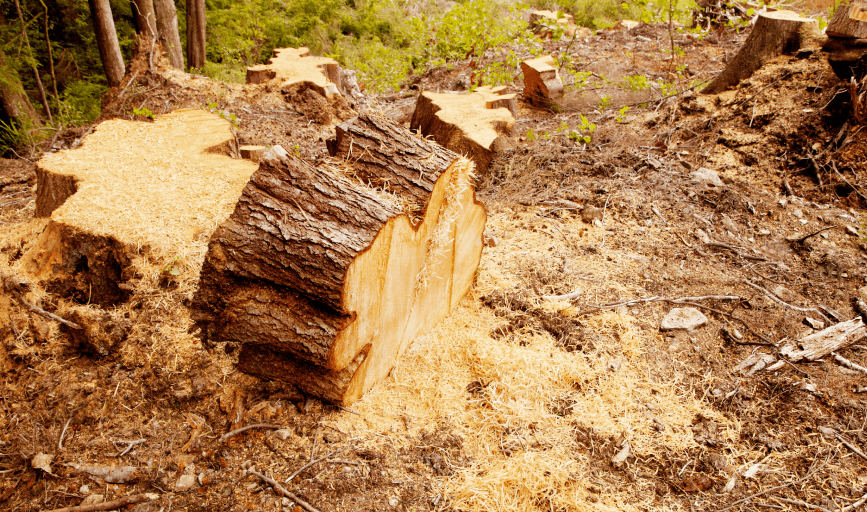 STUMP GRINDING