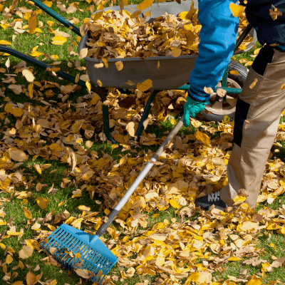 FALL CLEANUP