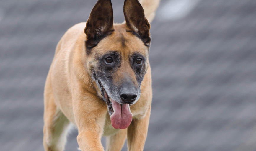 SERVICE DOG TRAINING
