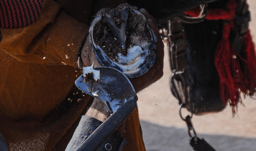 BAREFOOT HOOF TRIMMING