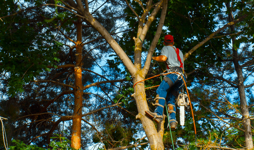 TREE TRIMMING