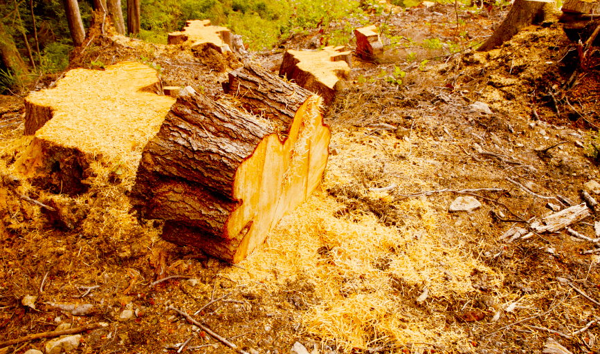 STUMP GRINDING