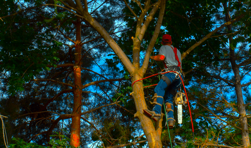 TREE SERVICES