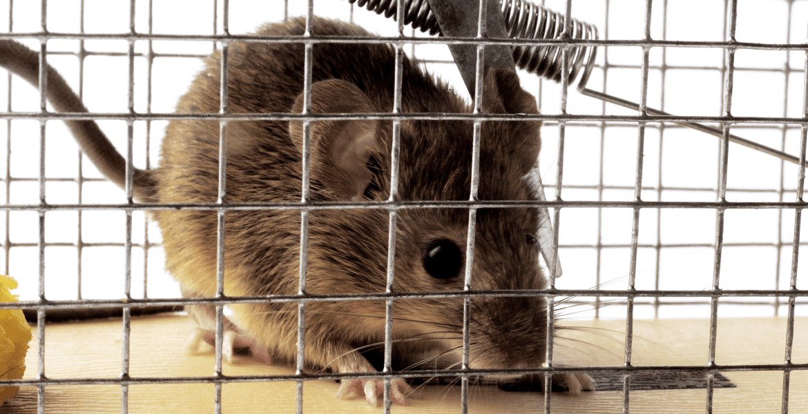 A1's Rodent & Pest Control