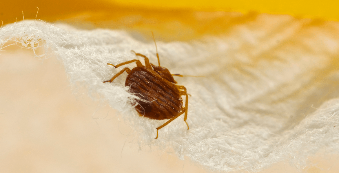 A1's Rodent & Pest Control