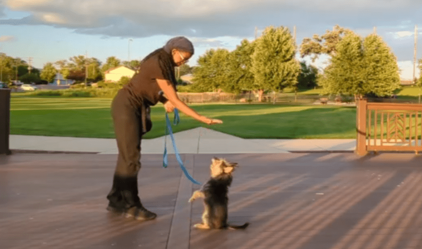 DOG OBEDIENCE TRAINING