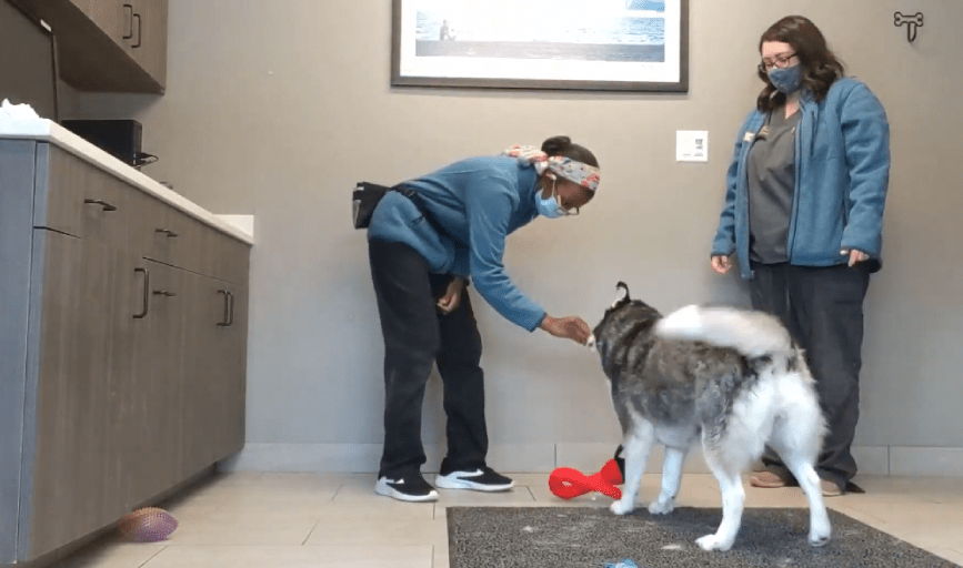 DOG BEHAVIORAL TRAINING