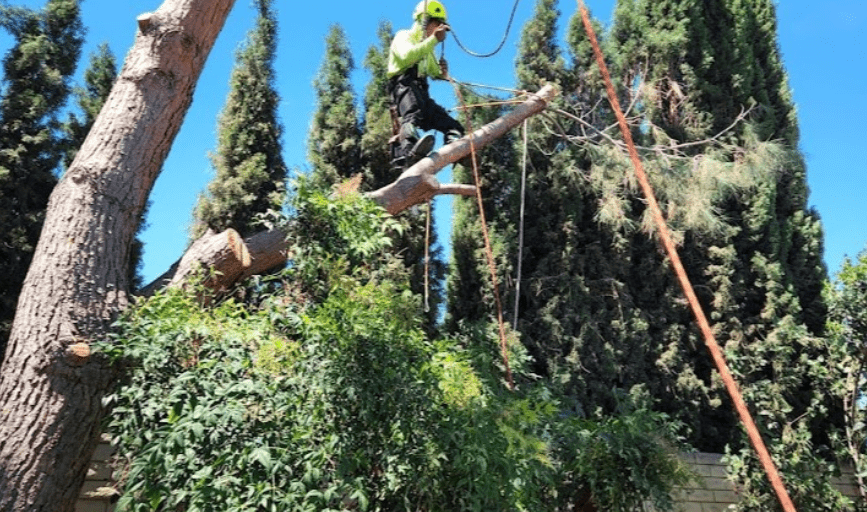 TREE TRIMMING