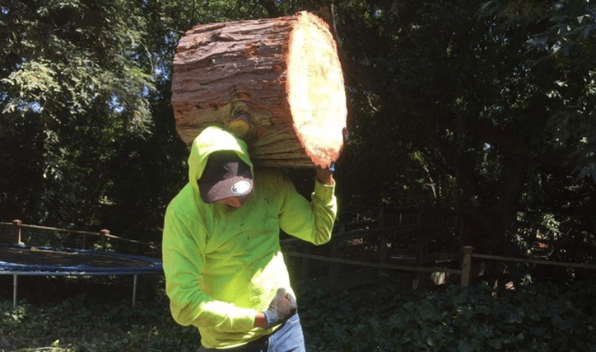 TREE REMOVAL SERVICE