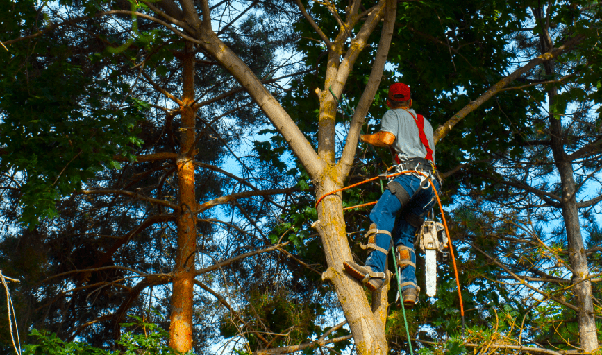 TREE SERVICE
