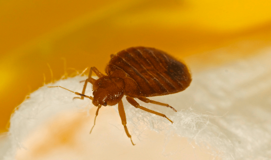 BED BUG EXTERMINATION