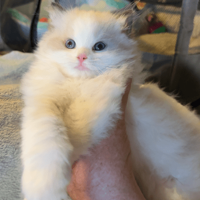 RAGDOLL CAT REHOMING