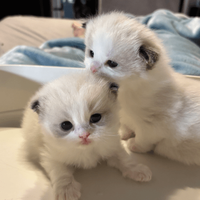 RAGDOLL KITTEN SELLING