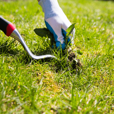 WEED CONTROL