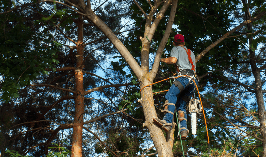 TREE TRIMMING