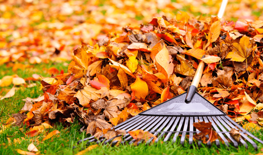 FALL CLEANUPS