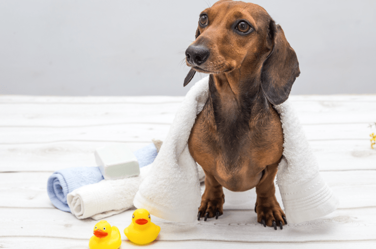 Fancy Paws and Claws