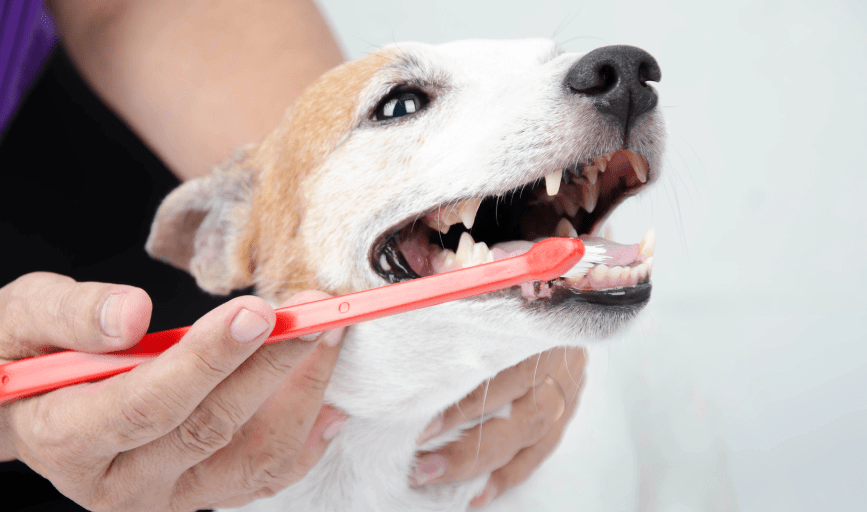 PET TEETH BRUSHING