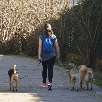 DOG WALKING SERVICE