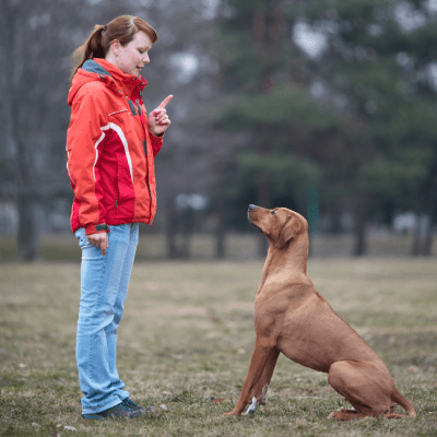 DOG TRAINING SERVICE