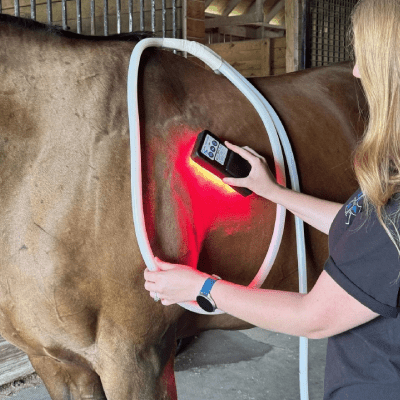HORSE RED LIGHT THERAPY