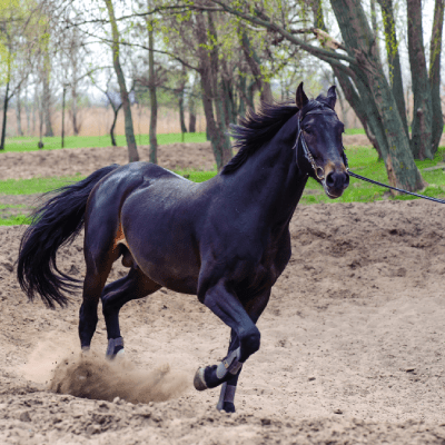HORSE LUNGE TRAINING