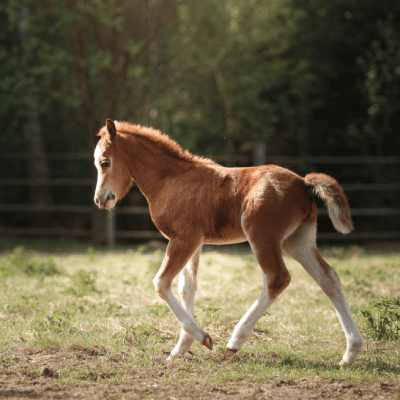 COLT STARTING