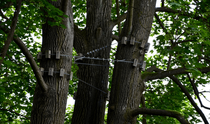 Crown & Root Tree Works