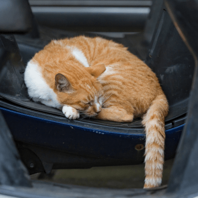 PET CREMATION TRANSPORT