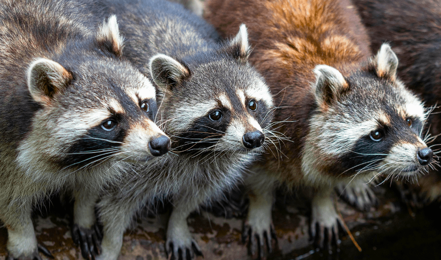 RACCOON REMOVAL SERVICES