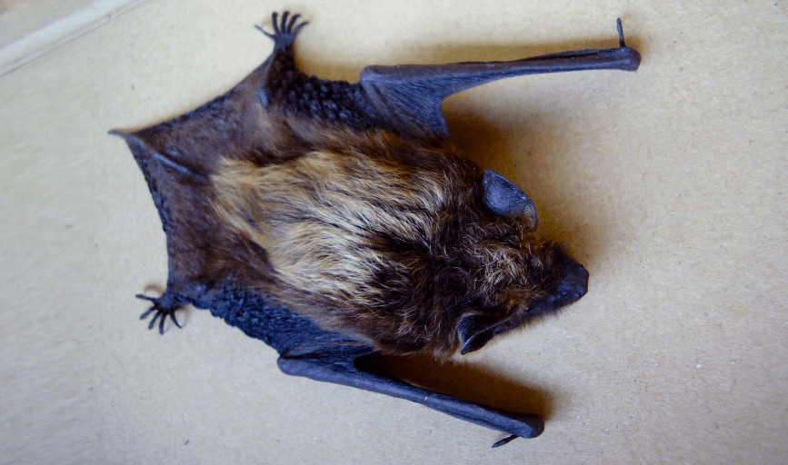 BAT REMOVAL SERVICES