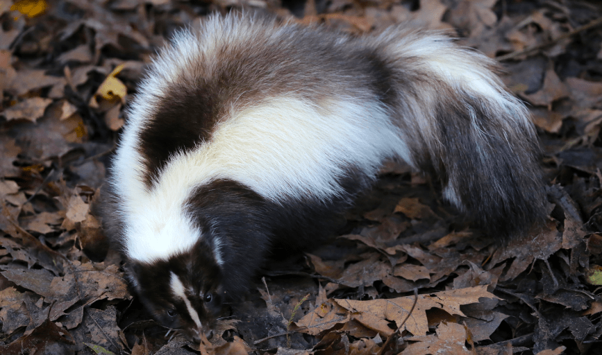 SKUNK REMOVAL