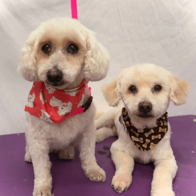 DOG GROOMING