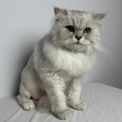 CAT GROOMING