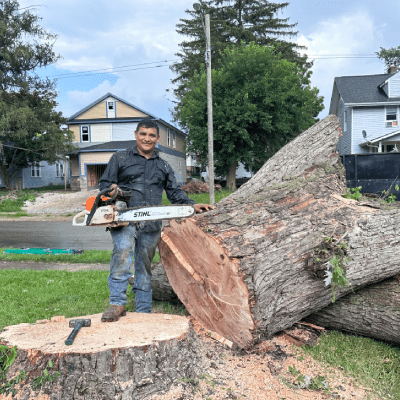 TREE REMOVAL