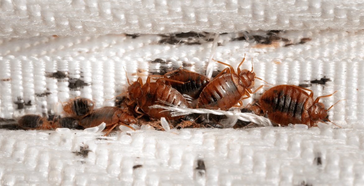 Yeyo's Insulation & Pest Control